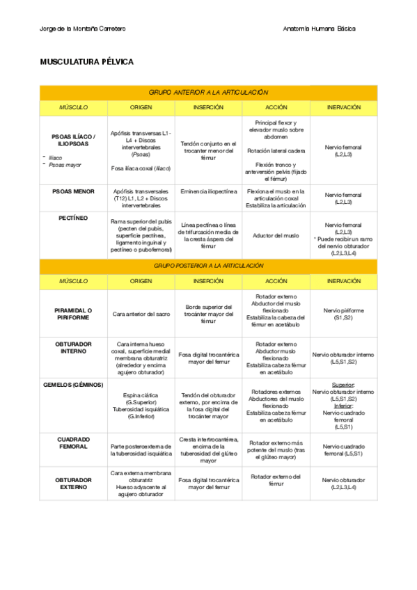 Miniatura del documento MUSCULATURA PÉLVICA.pdf