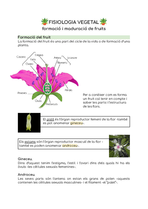 Miniatura del documento T9.-Formacio-i-maduracio-de-fruits.pdf