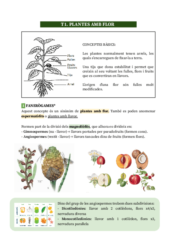 Miniatura del documento T1.-Plantes-amb-flor.pdf