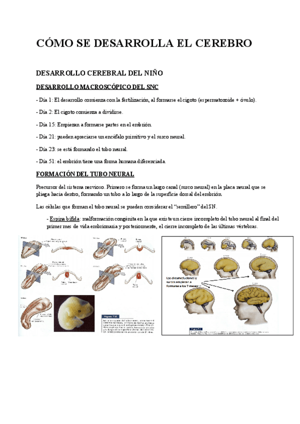 Miniatura del documento Tema-4a-COMO-SE-DESARROLLA-EL-CEREBRO.pdf