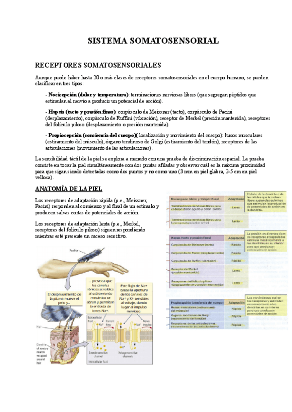 Miniatura del documento Tema-5-SISTEMA-SOMATOSENSORIAL.pdf