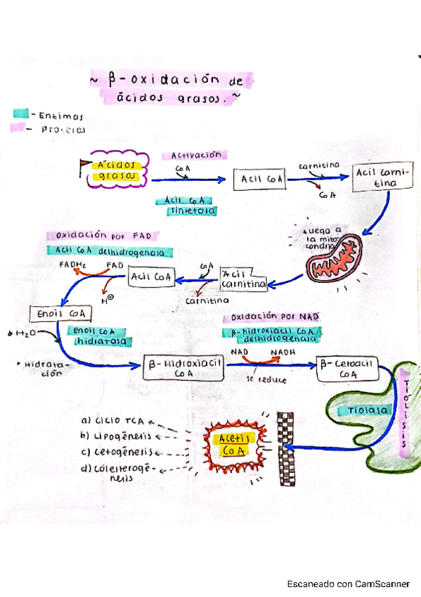 Miniatura del documento B-Oxidacion-ac.-grasos.pdf