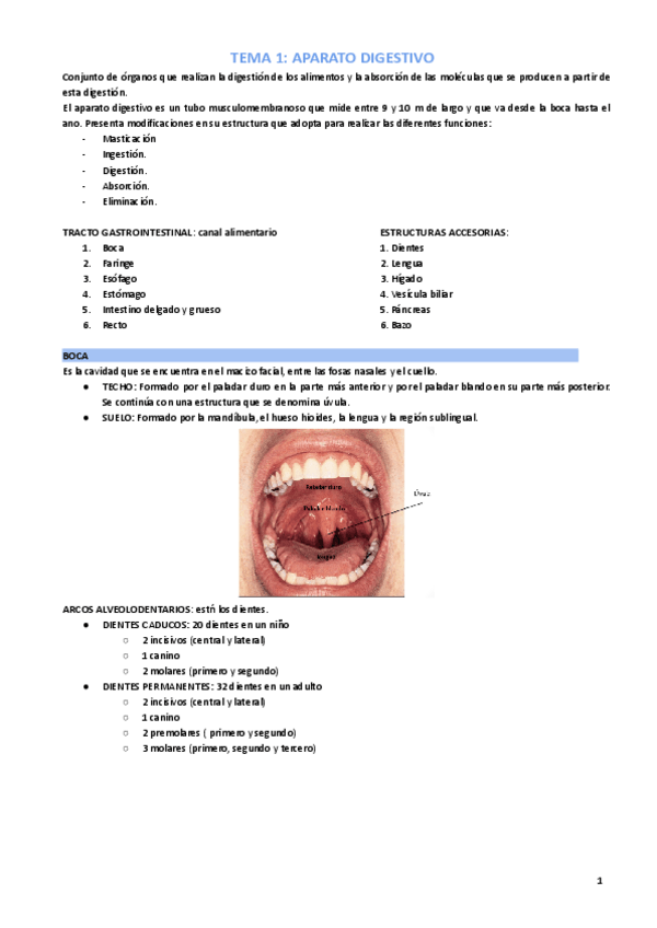 Miniatura del documento ANATOMÍA: Ap. DIGESTIVO.pdf