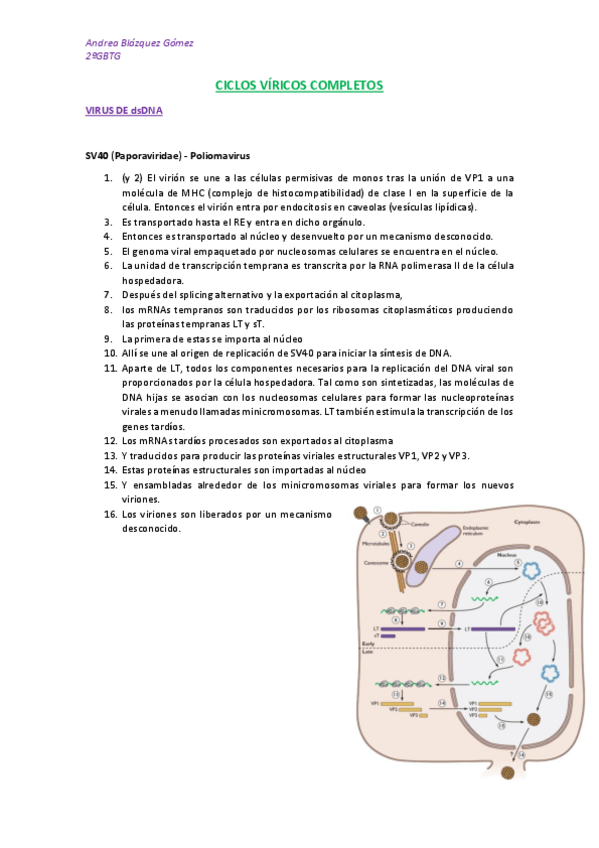 Miniatura del documento CICLOS-VIRICOS-COMPLETOS-Libro-Flint.pdf