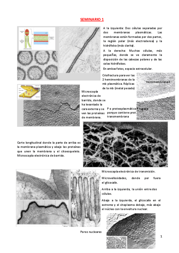 Miniatura del documento seminarios-imagenes-1.pdf