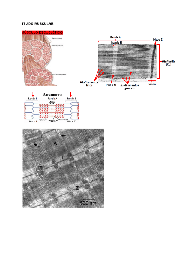 Miniatura del documento MUSCULAR.pdf