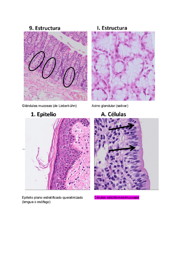 Miniatura del documento EPITELIOS.pdf