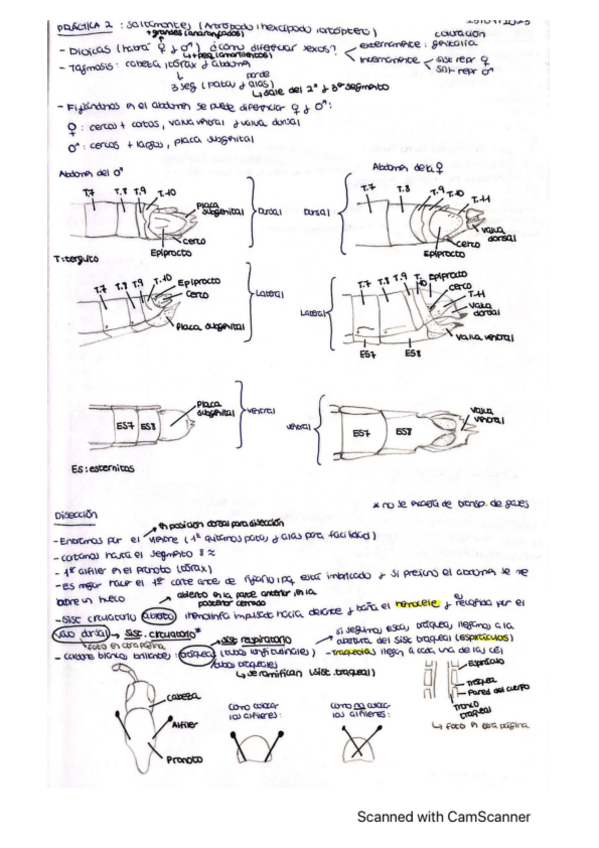 Miniatura del documento Apuntes-practica-2-anatomia-animal.pdf