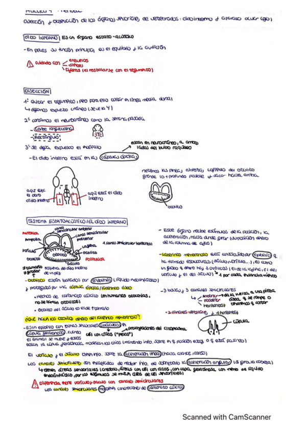 Miniatura del documento Apuntes-practica-4-anatomia-animal.pdf