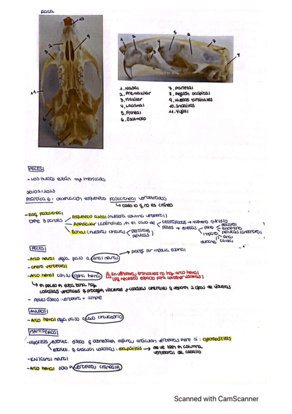Miniatura del documento Apuntes-practica-6-anatomia-animal.pdf