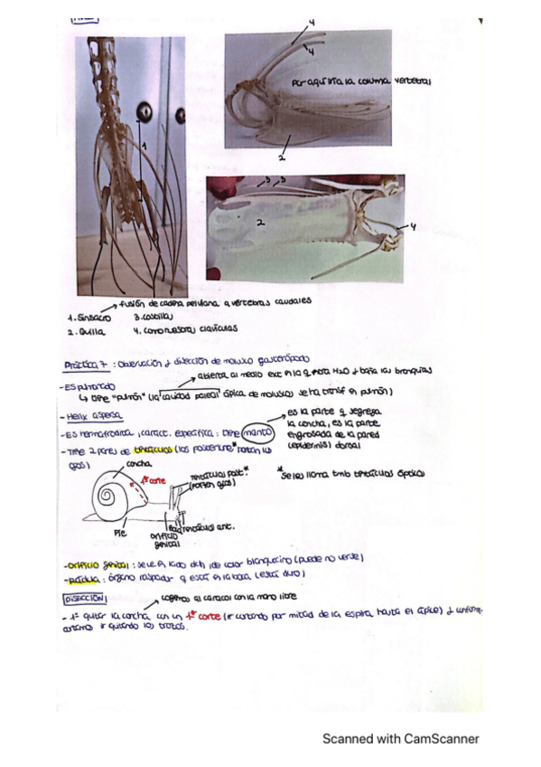 Miniatura del documento Apuntes-practica-7-anatomia-animal.pdf