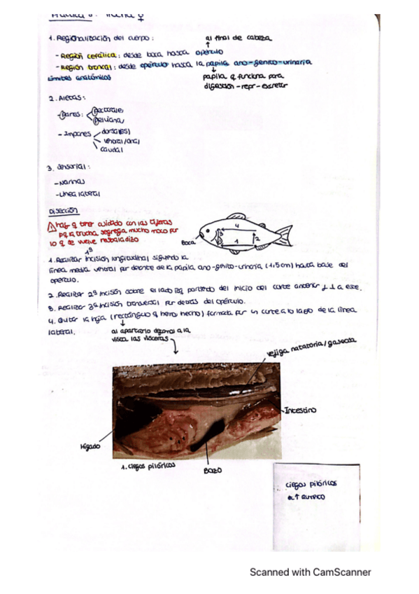 Miniatura del documento Apuntes-practica-8-anatomia-animal.pdf