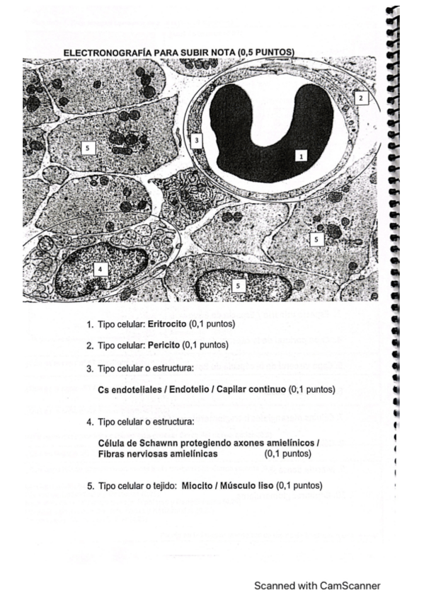 Miniatura del documento electronografia-pregunta-examen-organografia.pdf