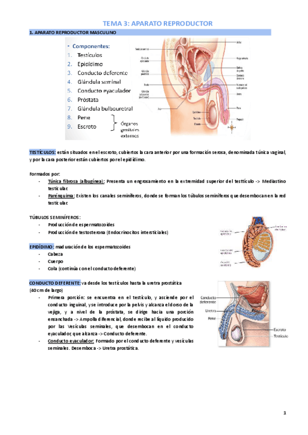 Miniatura del documento ANATOMÍA: Ap. Reproductor (resumen).pdf