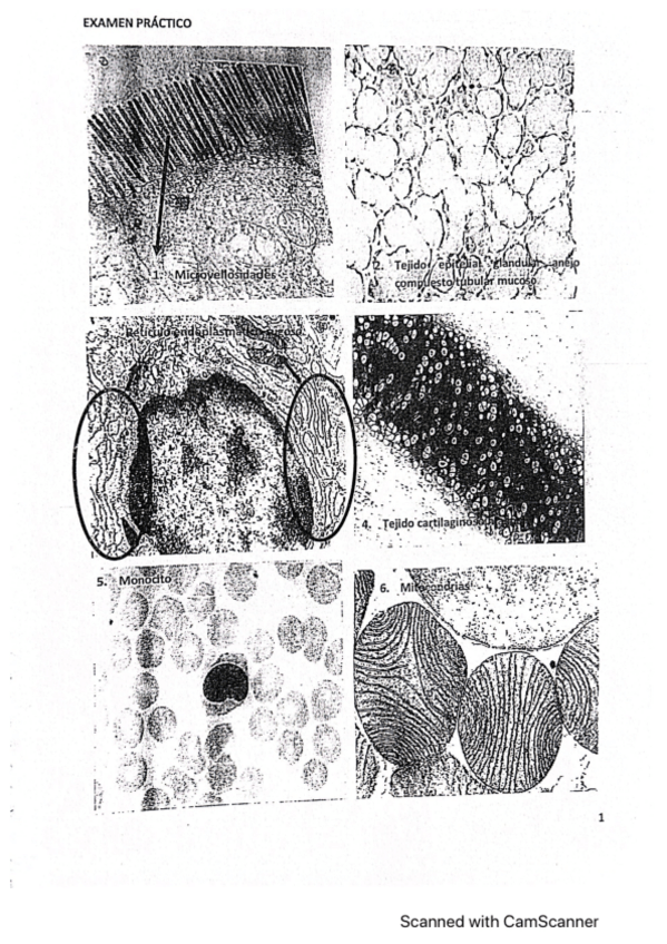Miniatura del documento Examen-practico-biocel.pdf