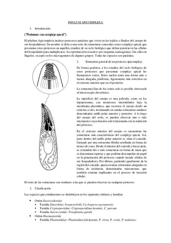 Miniatura del documento PHYLUM APICOMPLEXA.pdf