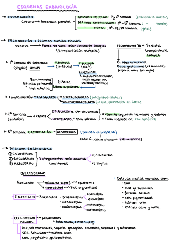 Miniatura del documento EMBRIOLOGIA-ESQUEMAS-2021-2022.pdf