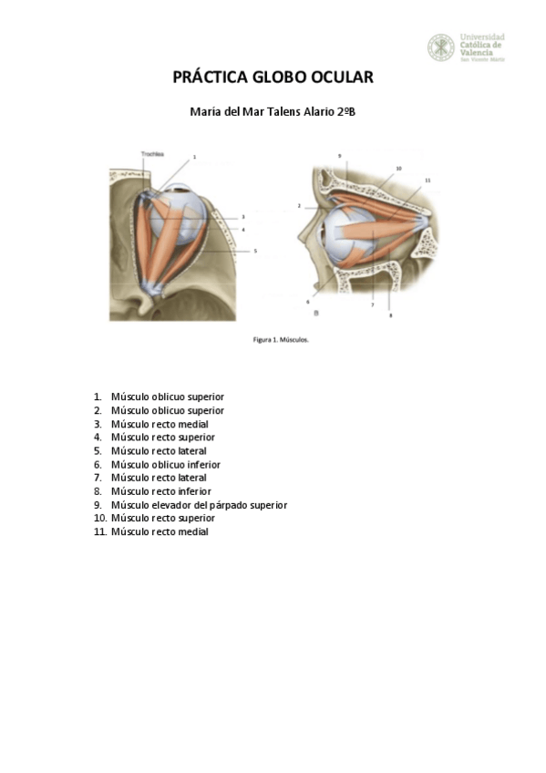 Miniatura del documento PRACTICA-GLOBO-OCULAR.pdf