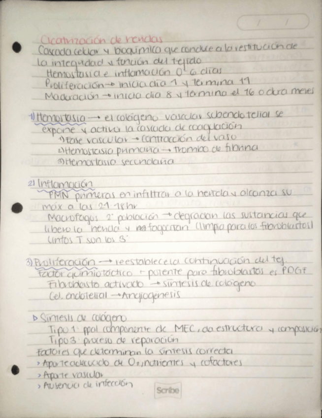 Miniatura del documento Cx-Cicatrizacion-de-heridas.pdf