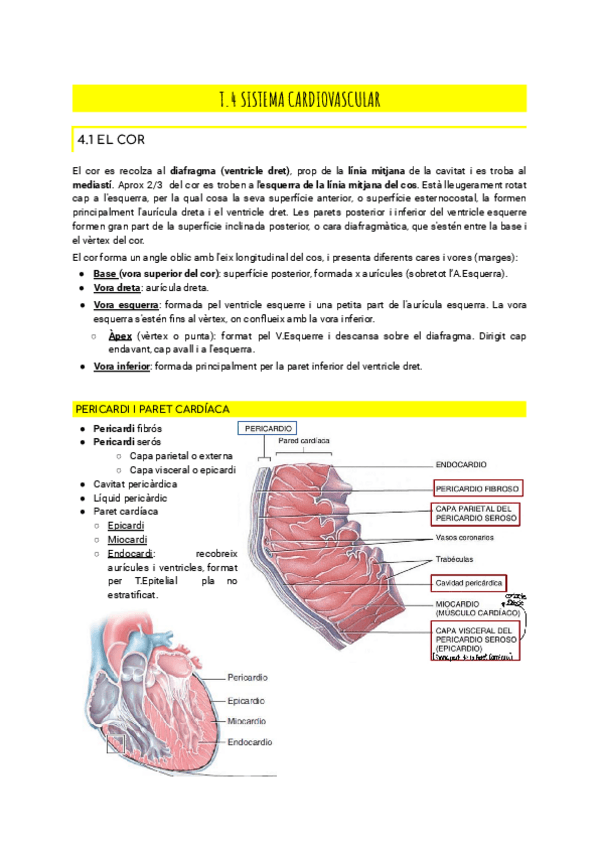 Miniatura del documento ANATOMIA-Cardio-Respi-Digestiu-Urinari-i-Embriologia.pdf