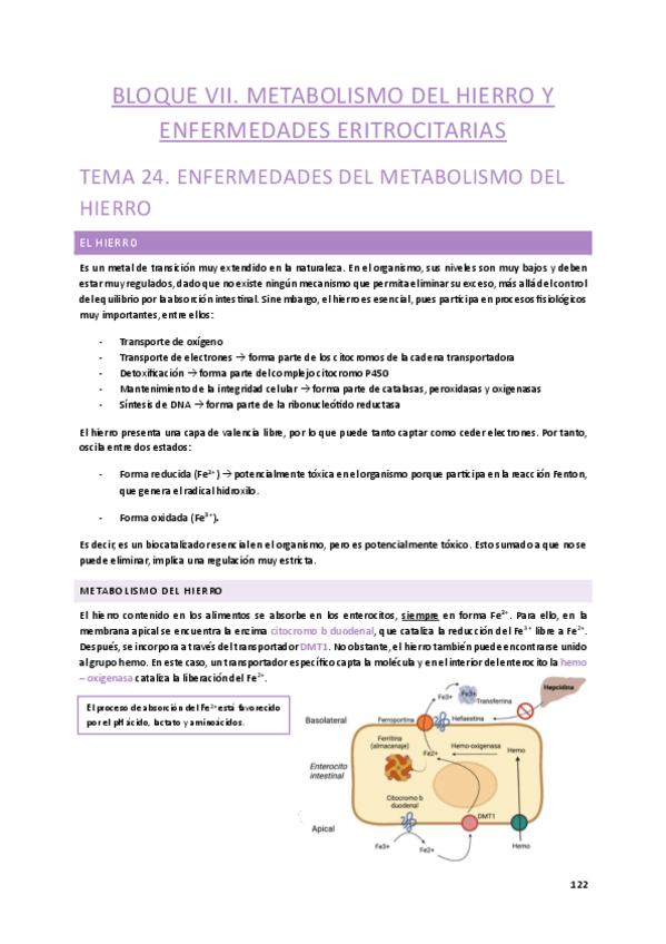 Miniatura del documento Tema-24.-Metabolismo-del-hierro.pdf