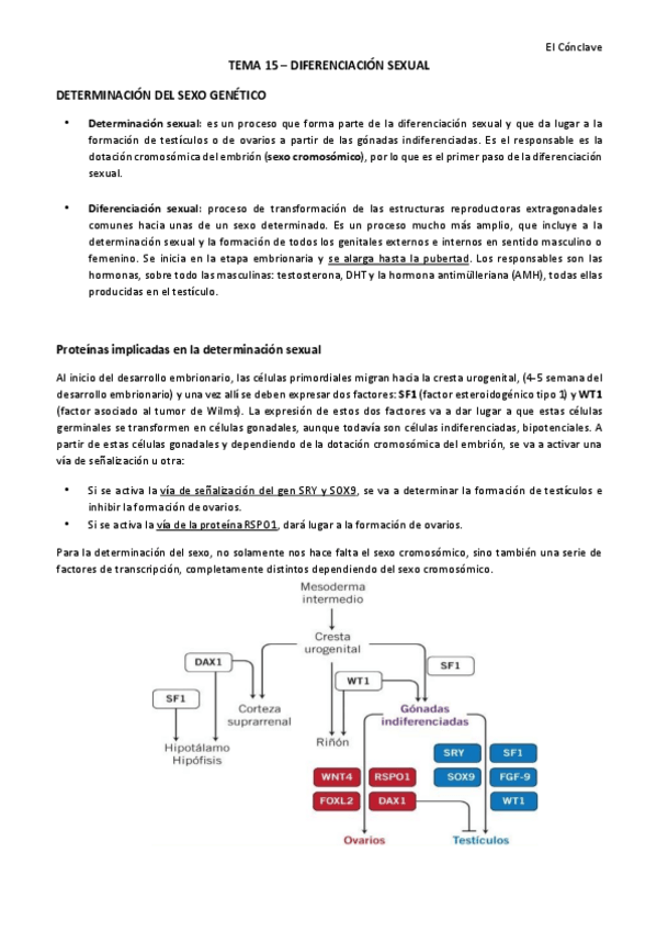 Miniatura del documento 15.-Diferenciacion-sexual.docx.pdf