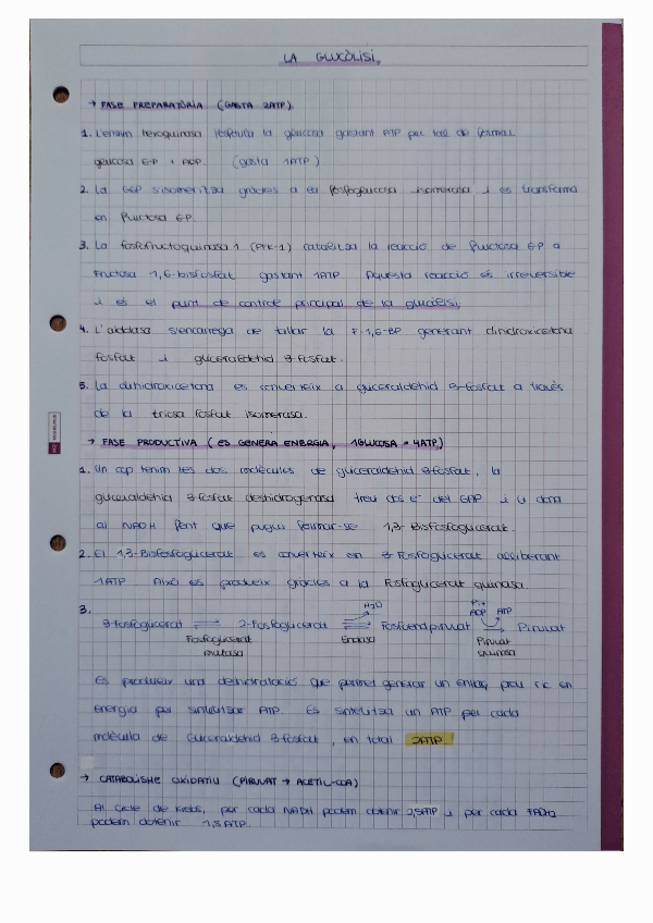 Miniatura del documento Glucolisi.pdf