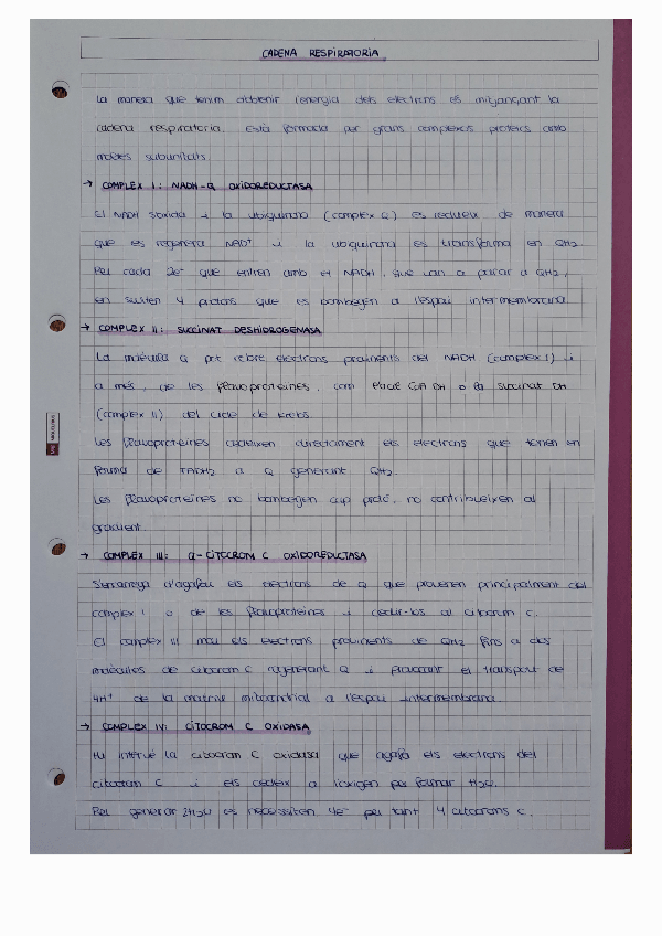 Miniatura del documento Cadena-respiratoria-i-sintesi-dATP.pdf