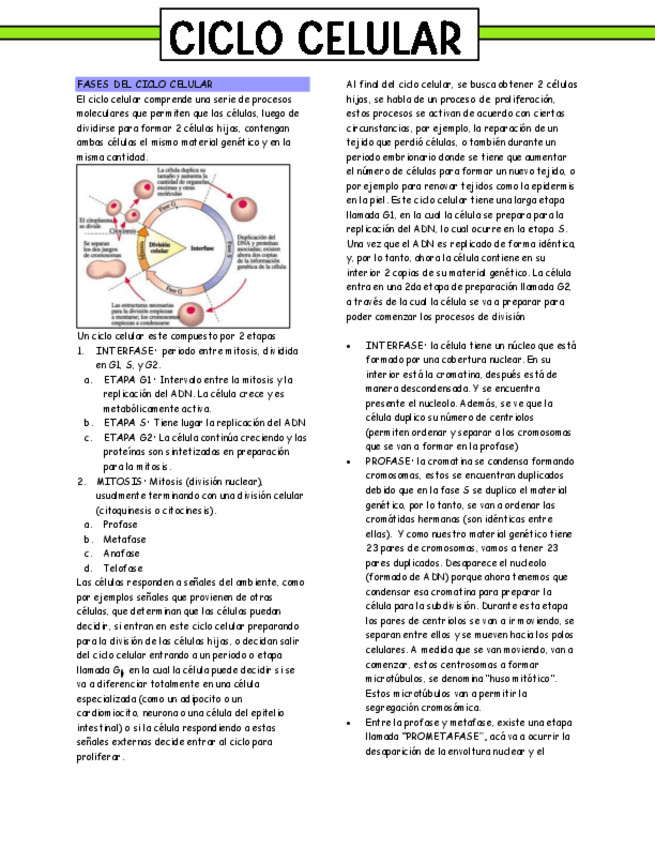 Miniatura del documento Clase-13.-Ciclo-celular-resumen.pdf
