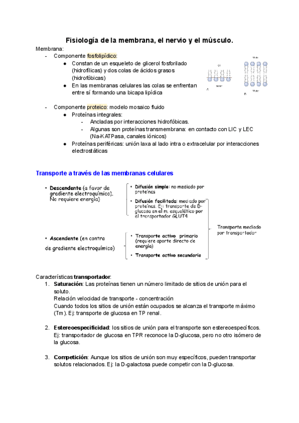 Miniatura del documento Tema-2.-Fisiologia-de-la-membrana-el-nervio-y-el-musculo..pdf