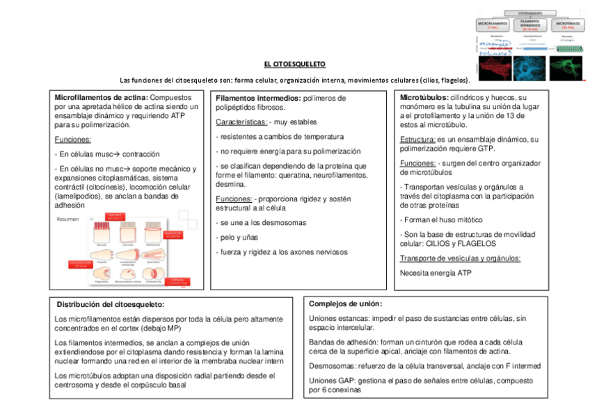 Miniatura del documento EL-CITOESQUELETO.pdf