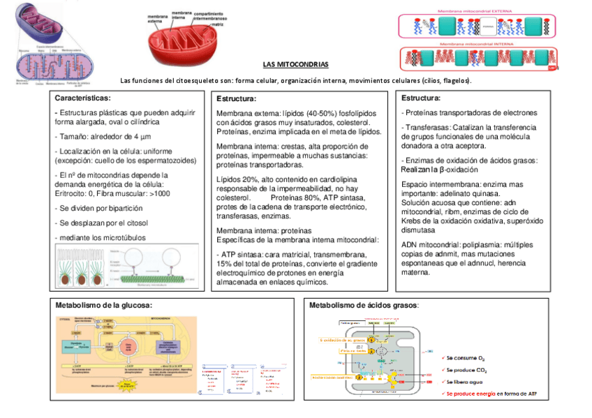 Miniatura del documento MITOCONDRIA.pdf