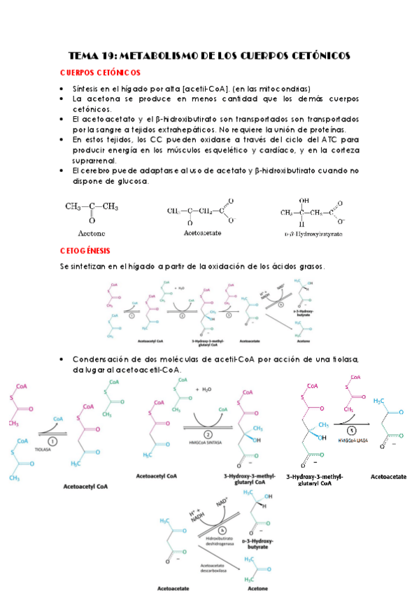 Miniatura del documento TEMA-19-metabolismo-de-cuerpos-cetonicos.pdf