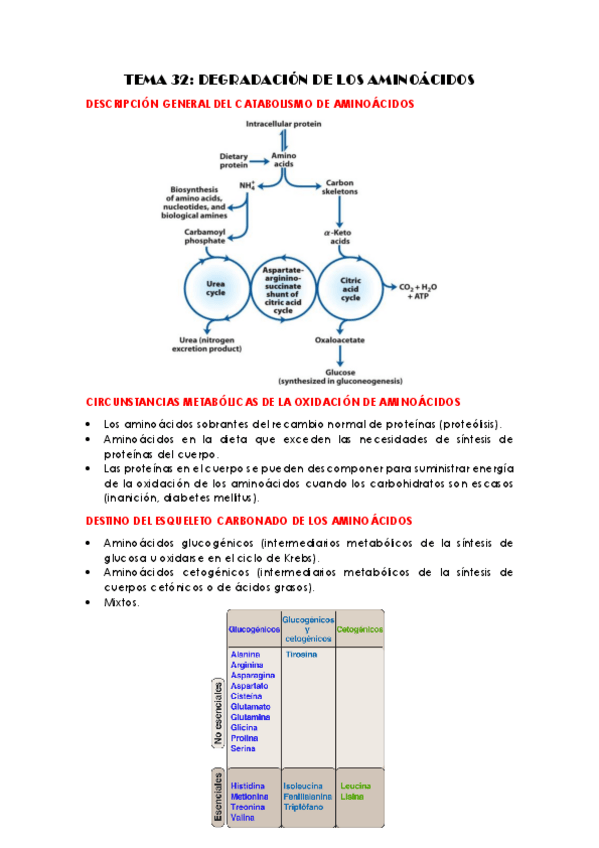 Miniatura del documento TEMA-32-DEGRADACION-DE-LOS-AMINOACIDOS.pdf