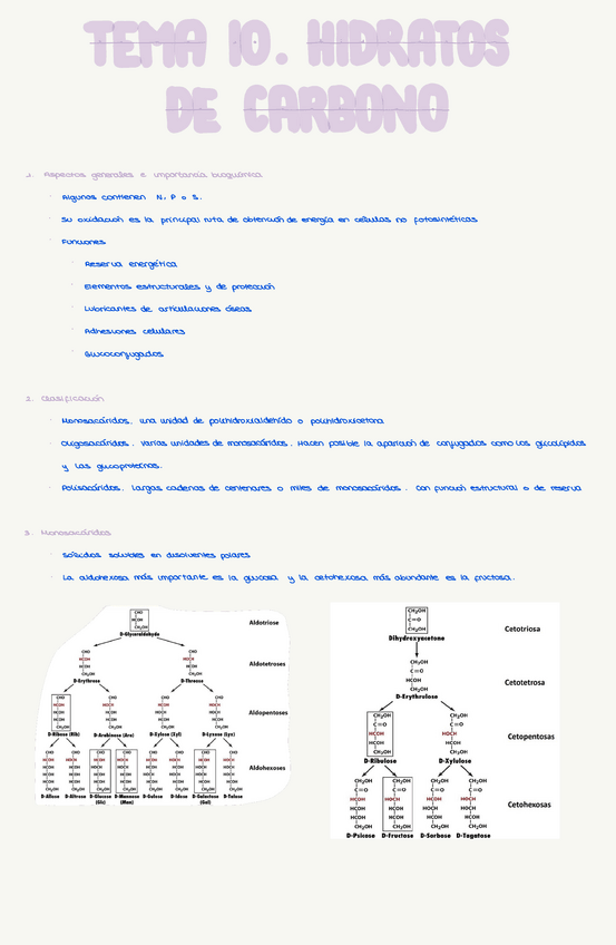 Miniatura del documento Tema-10.-Hidratos-de-carbono.pdf