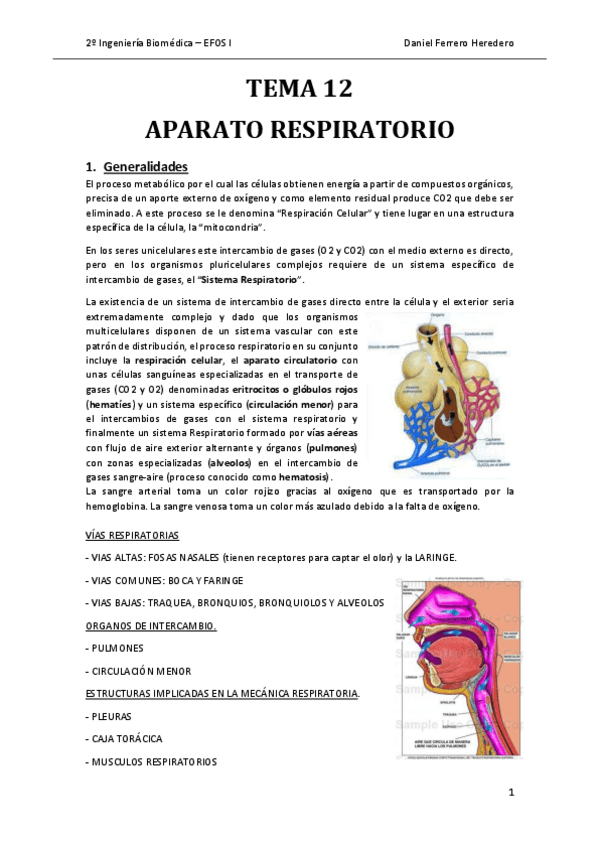Miniatura del documento DFH-TEMA-12.-Aparato-Respiratorio-Anatomia.pdf
