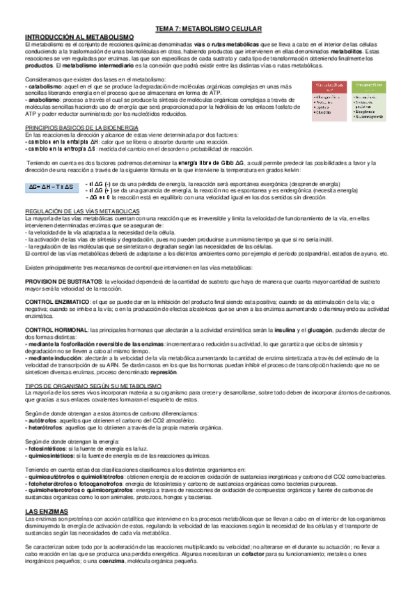 Miniatura del documento Metabolismo.pdf