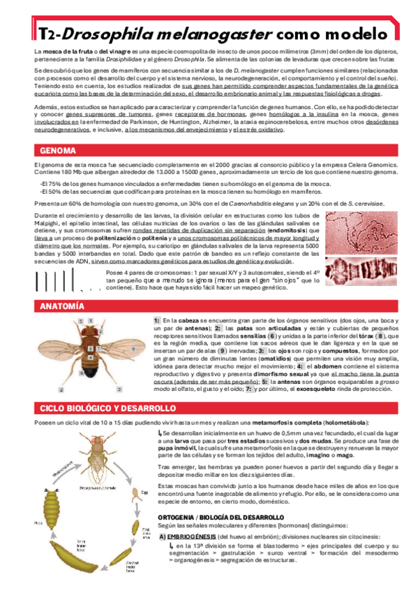 Miniatura del documento BIOTEC-ANI-T2.pdf