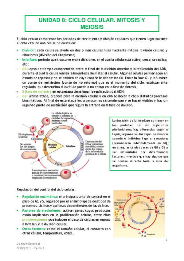 Miniatura del documento TEMA-8-Ciclo-celular.pdf