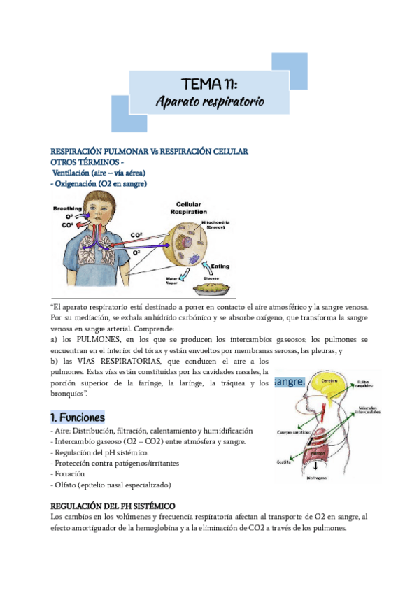 Miniatura del documento tema-11-anatomia.pdf