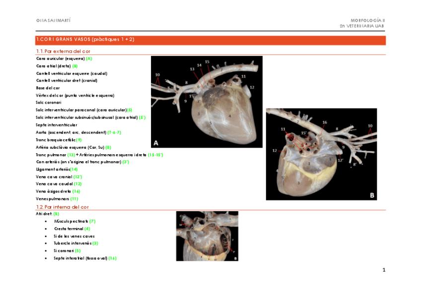 Miniatura del documento APUNTS-1r-EXAMEN-PRACTIC-MORFOLOGIA-2.pdf