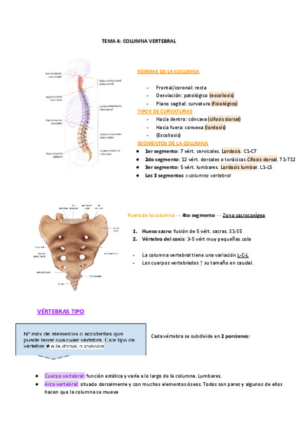 Miniatura del documento TEMA-4-COLUMNA-VERTEBRAL.pdf