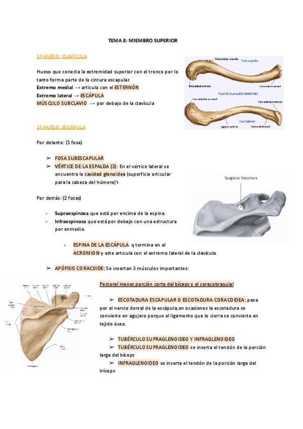 Miniatura del documento TEMA-8-MIEMBRO-SUPERIOR.pdf