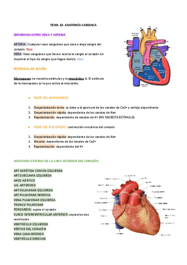 Miniatura del documento TEMA-13-ANATOMIA-CARDIACA.pdf