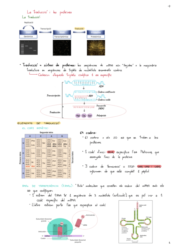 Miniatura del documento Tema-8-La-Traduccio-I-Les-Proteines.pdf