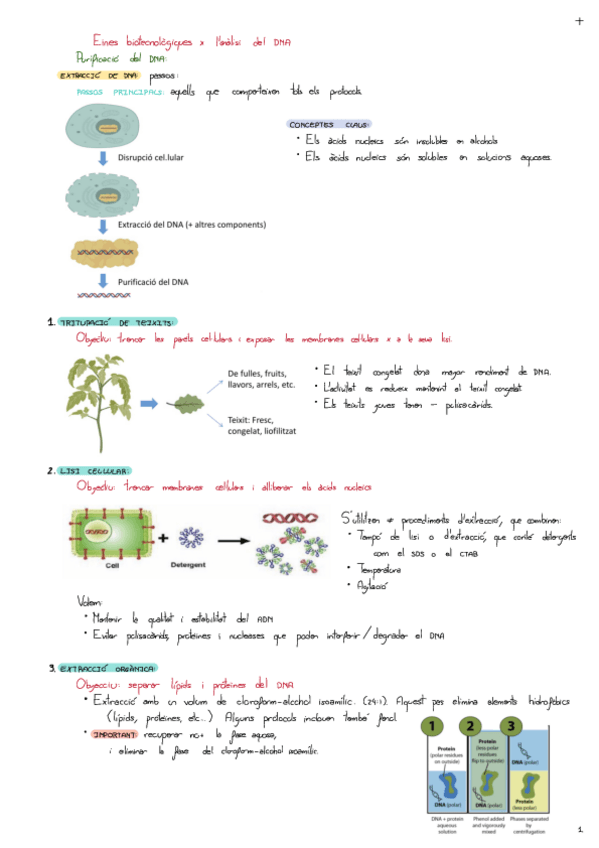 Miniatura del documento Eines-Biotecnologiques-X-Lanalisi-Del-DNA.pdf