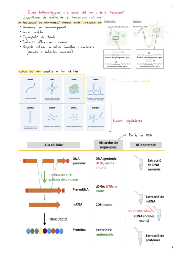 Miniatura del documento Tema-7-Eines-Biotecnologiques-Per-A-Lestudi-Del-RNA-I-De-La-Transcripcio.pdf