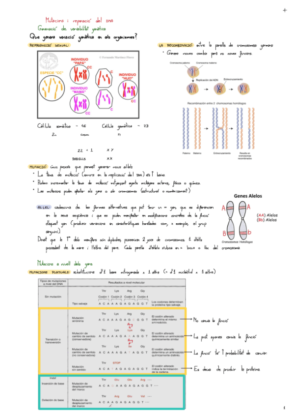 Miniatura del documento Tema-4-Mutacions-I-Reparacio-Del-DNA.pdf