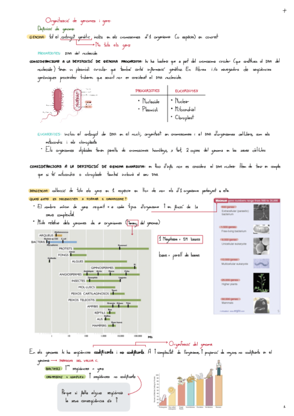 Miniatura del documento Tema-2-Organitzacio-De-Genomes-I-Gens.pdf