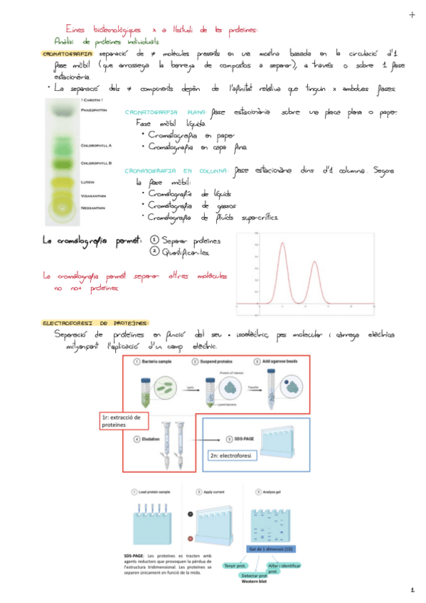 Miniatura del documento Tema-9-Eines-Biotecnologiques-Per-A-Lestudi-De-Les-Proteines.pdf